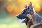 German Shepherd Portrait