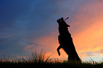 playing German Shepherd
