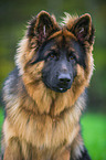 German Shepherd Portrait