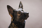 German Shepherd Portrait