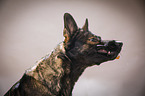 German Shepherd Portrait