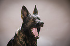 German Shepherd Portrait
