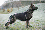 German Shepherd