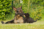 German Shepherds