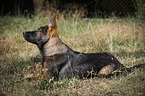 German Sehpherd Puppy lying in meadow