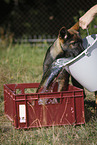 German Shepherd Puppy with water bucket