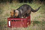 German Shepherd Puppy plays with water in a box
