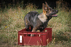 German Shepherd Puppy