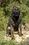sitting German Shepherd