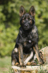 sitting German Shepherd