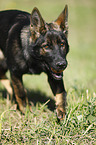 running German Shepherd