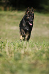 running German Shepherd