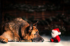 lying German Shepherd