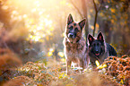 German Shepherds