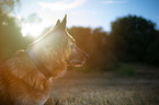German Shepherd Portrait