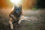 lying German Shepherd
