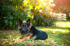 lying German Shepherd