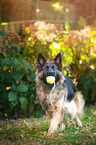 playing German Shepherd