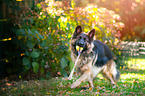 playing German Shepherd