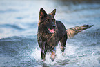 walking German Shepherd