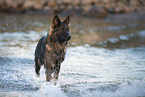 walking German Shepherd