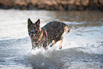 running German Shepherd