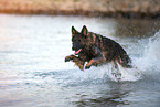 running German Shepherd