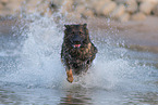 running German Shepherd