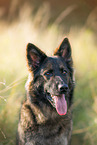 German Shepherd Portrait