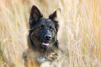 German Shepherd Portrait