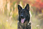 German Shepherd Portrait