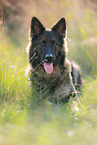 lying German Shepherd