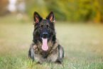 lying German Shepherd