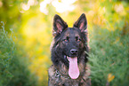 German Shepherd Portrait