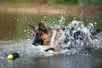 running German Shepherd