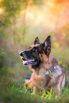 lying German Shepherd