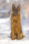 German Shepherd sits in the snow