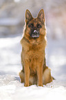 German Shepherd sits in the snow