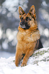 German Shepherd lies in the snow