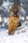 German Shepherd lies in the snow