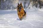 German Shepherd runs through the snow