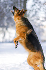 jumping German Shepherd
