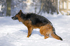 German shepherd dog shakes himself