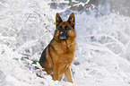 German Shepherd sits in the snow