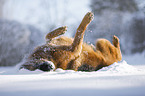 German shepherd dog rolling in the snow