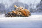 German shepherd dog rolling in the snow
