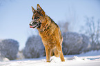 German Shepherd stands in the snow