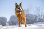 German Shepherd stands in the snow