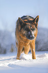 German Shepherd stands in the snow