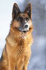 German Shepherd Portrait